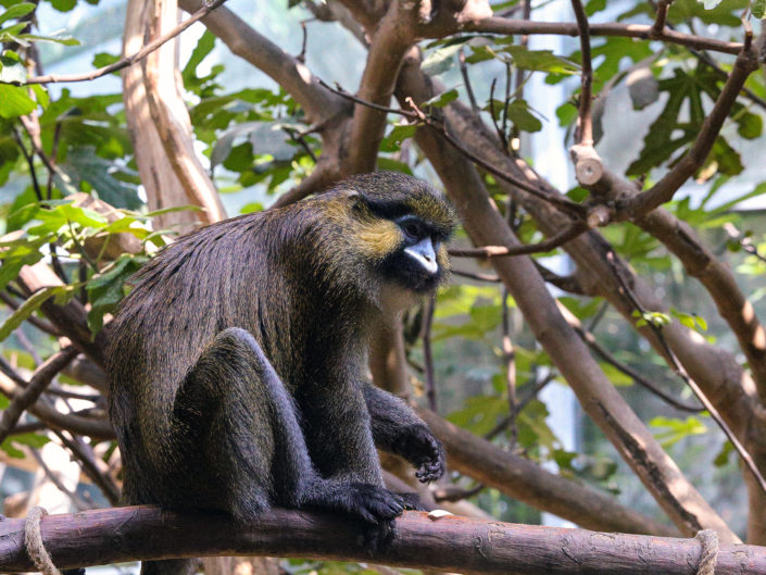 Moustached guenon