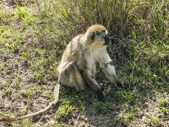 Vervet monkey