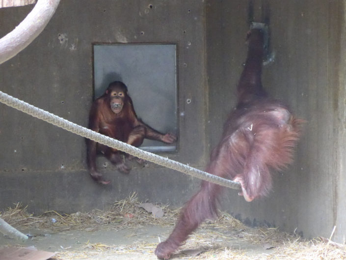 Orangutan
