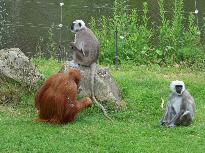Nepal gray langur