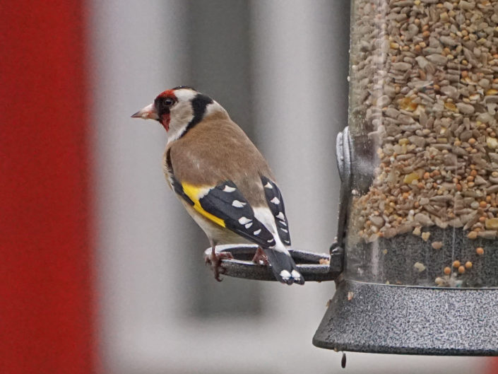 European goldfinch