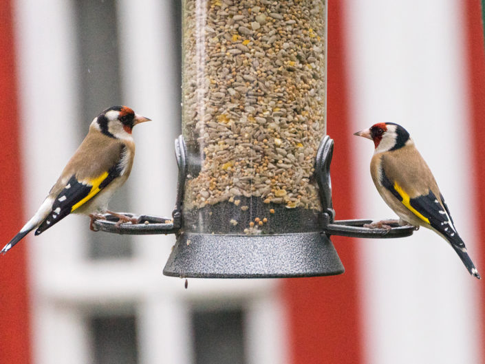 European goldfinch