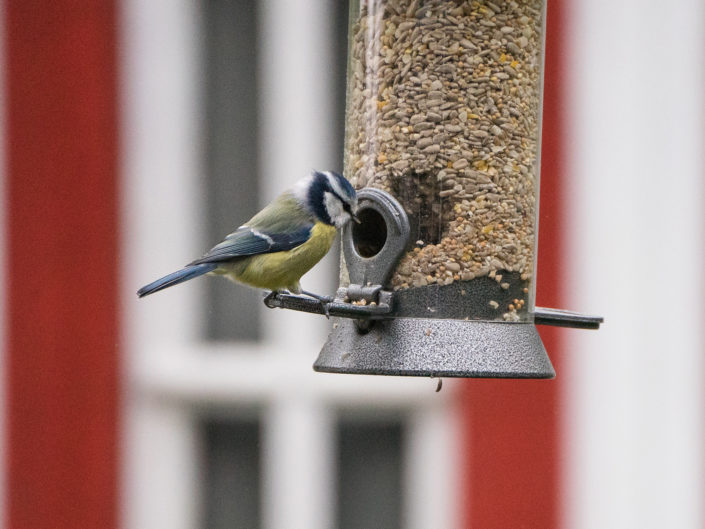 Eurasian blue tit