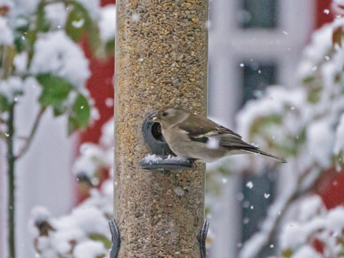 Common chaffinch, female