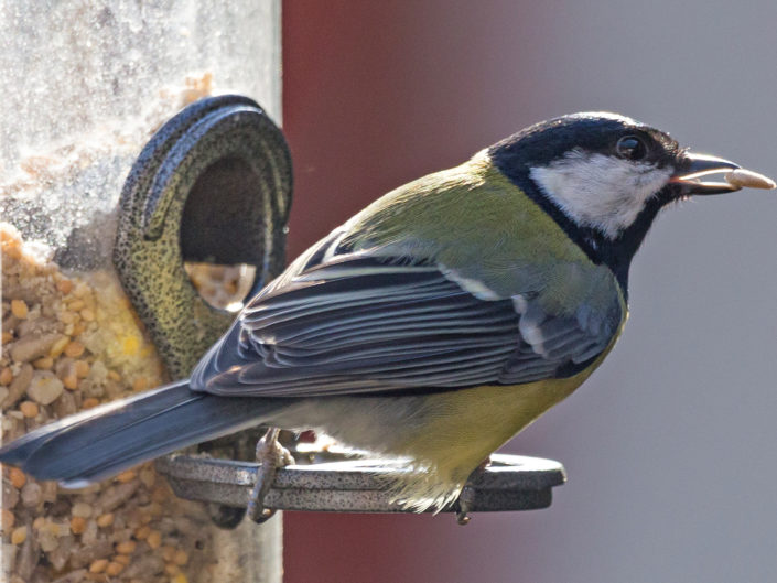 Great tit