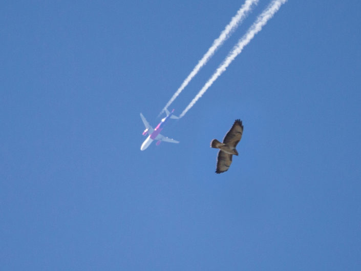 Common buzzard with airplain