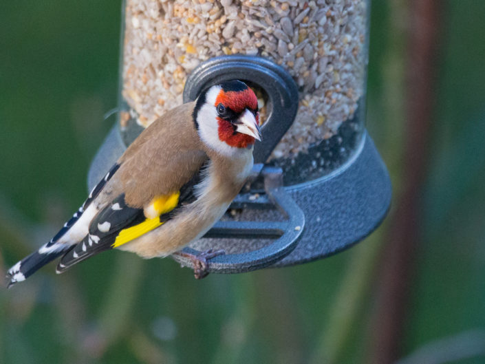 European goldfinch