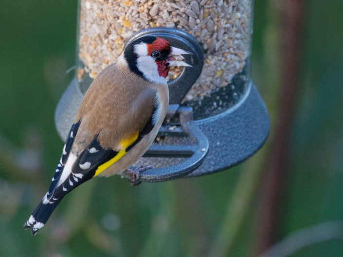 European goldfinch