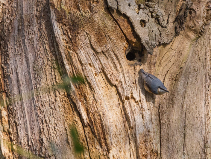Eurasian nuthatch