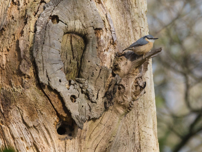 Eurasian nuthatch