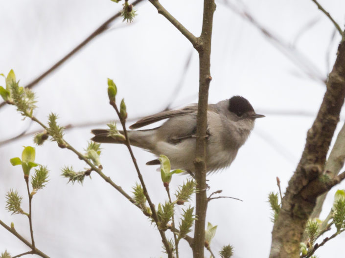 Eurasian blackcap, male