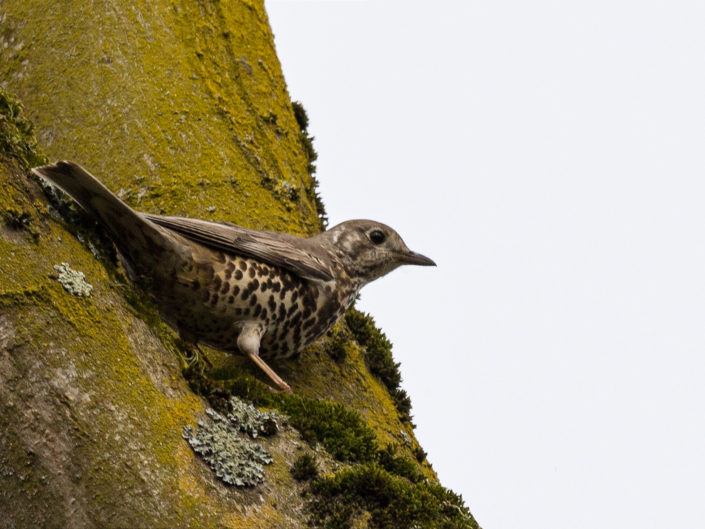 Mistle thrush