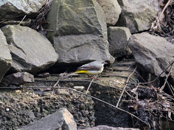 Grey wagtail