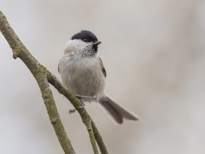 Marsh tit