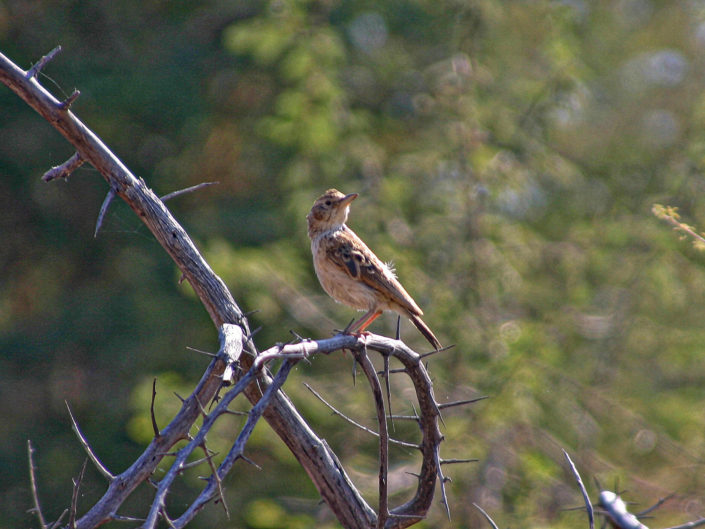 African pipit