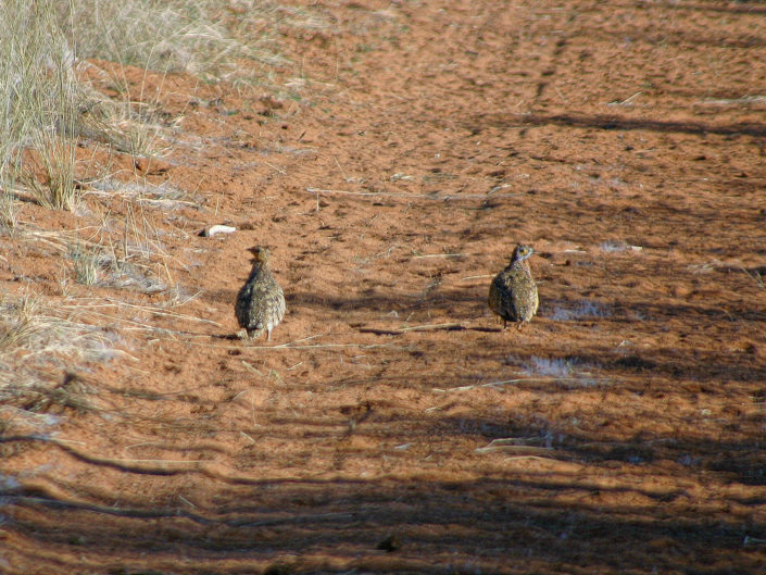 Burchell's sandgrouse