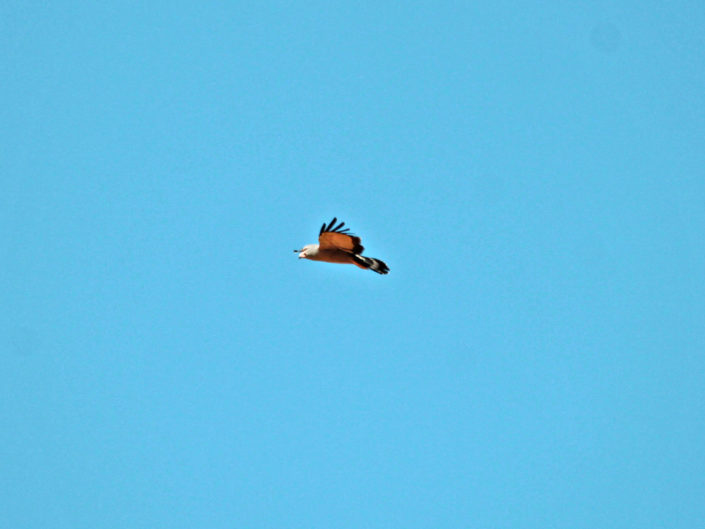 African harrier hawk