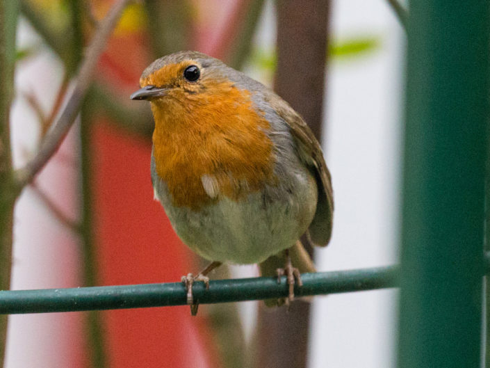 European robin