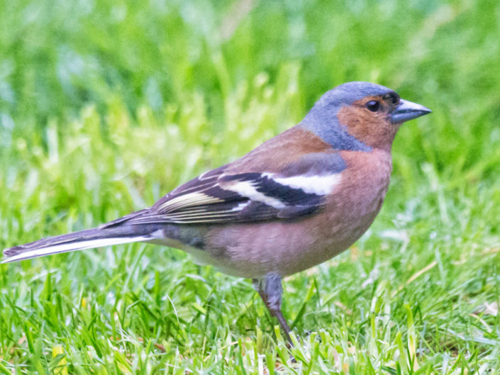 Common chaffinch