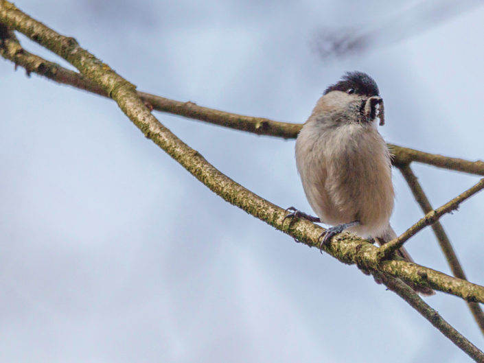 Eurasian blackcap