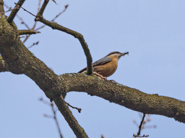 Eurasian nuthatch