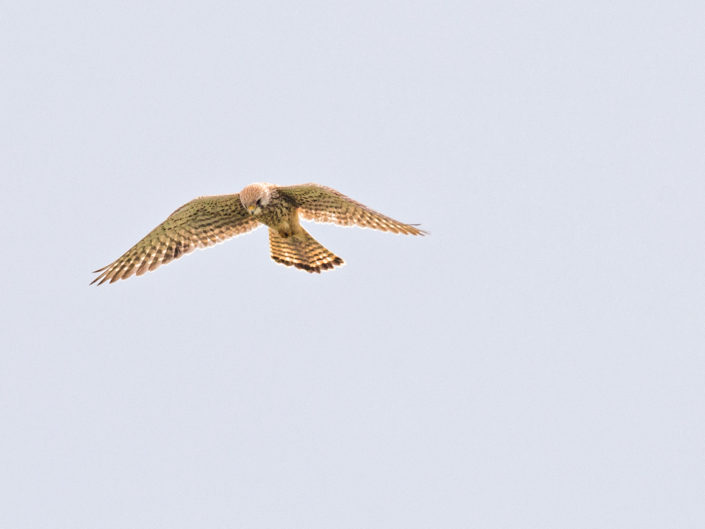 Common kestrel
