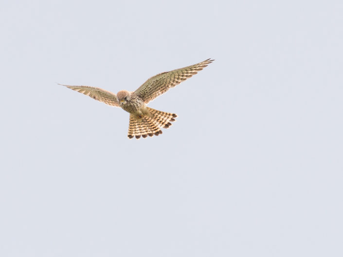 Common kestrel
