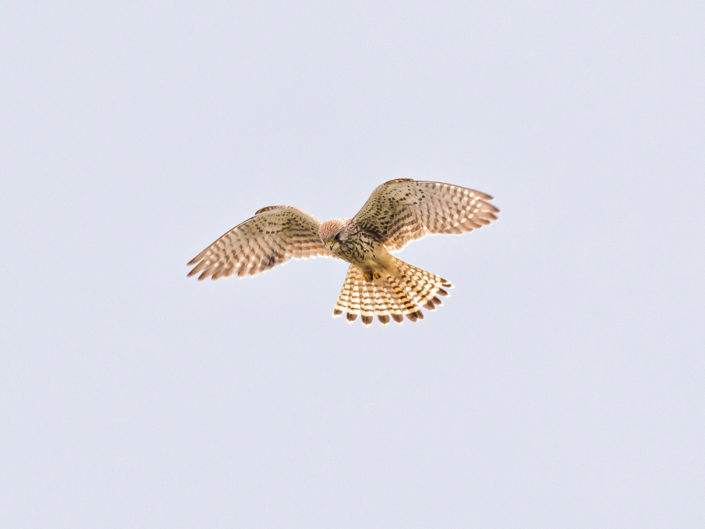 Common kestrel