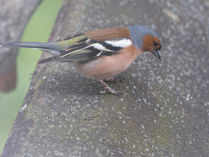 Common chaffinch