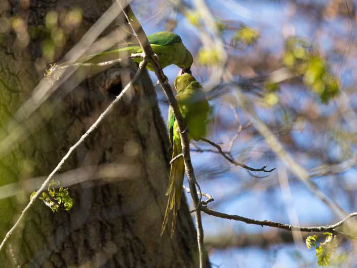 Rose-ringed parakeet