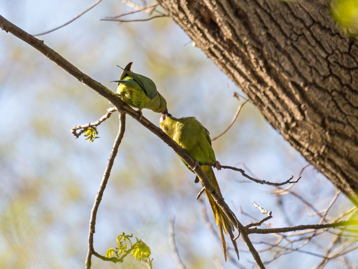 Rose-ringed parakeet