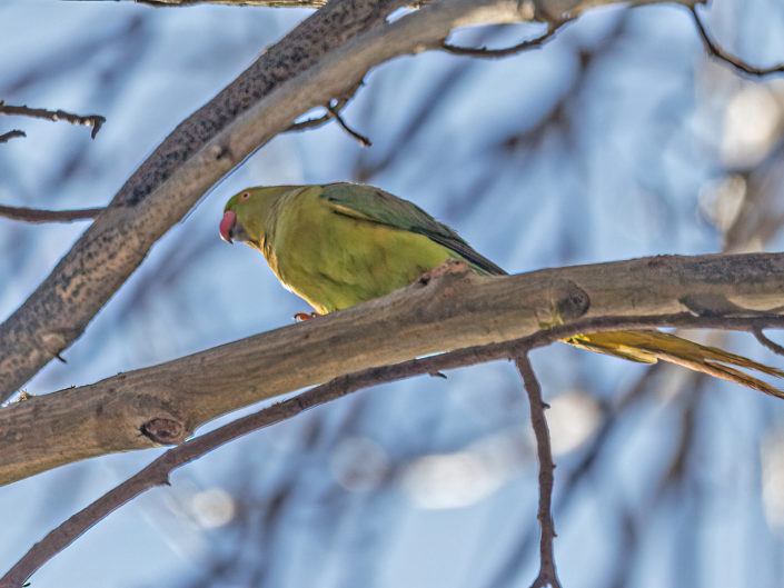 Rose-ringed parakeet