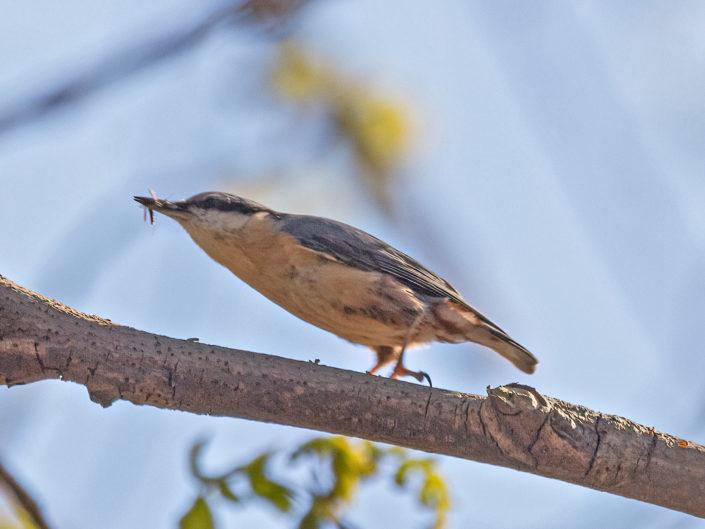 Eurasian nuthatch