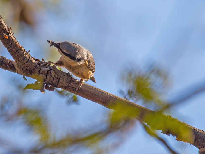Eurasian nuthatch