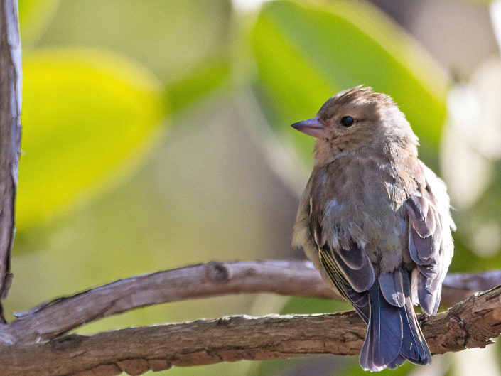 Common chaffinch