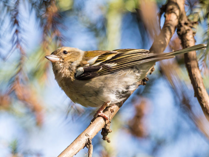 Common chaffinch