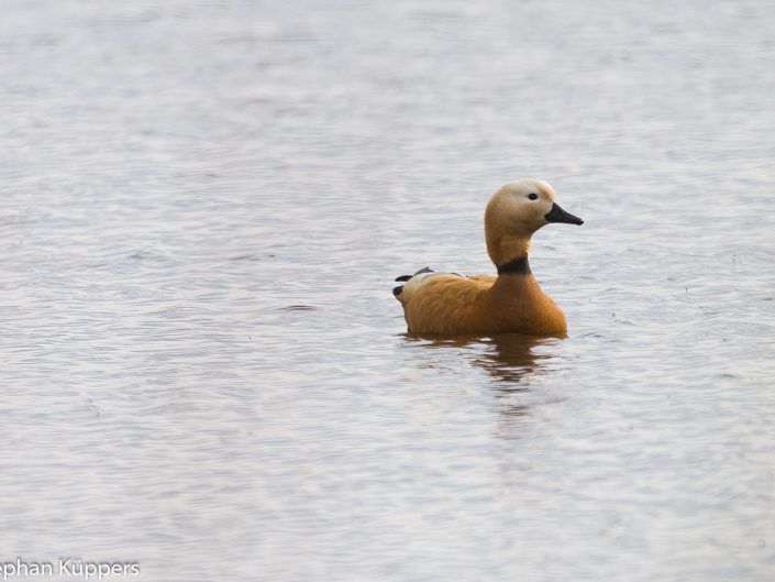 Ruddy shelduck