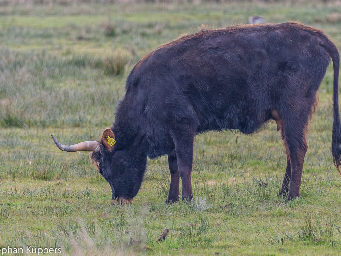 Heck cattle
