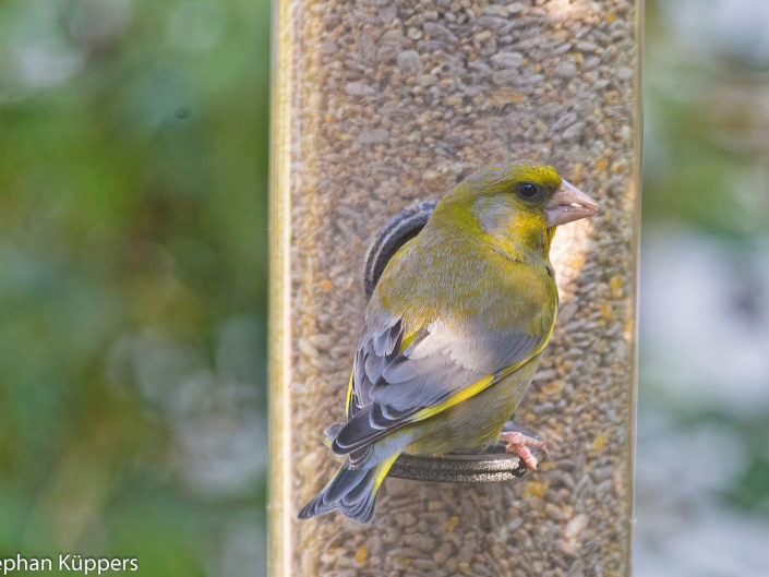 European greenfinch