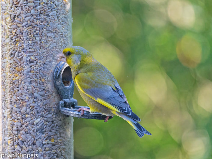 European greenfinch