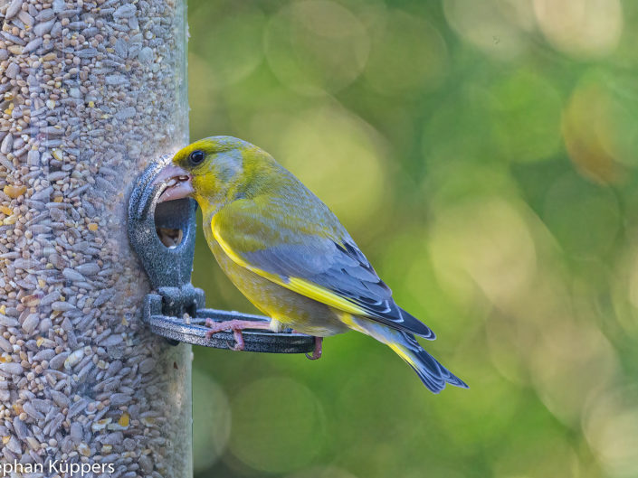 European greenfinch