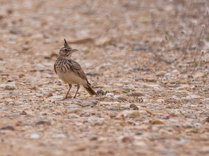 Crested lark