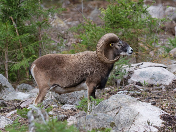 European mouflon