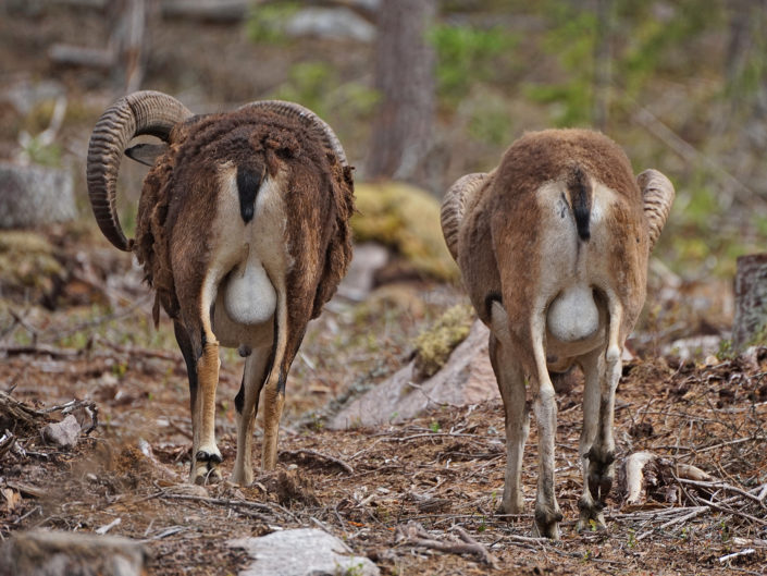 European mouflon