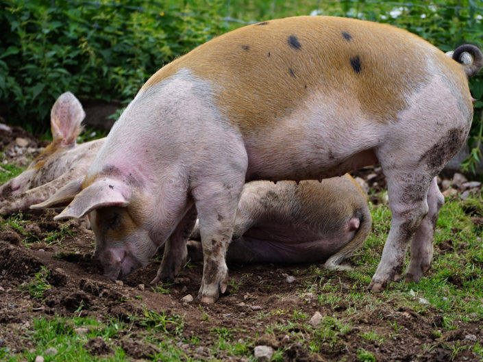 Mini pig