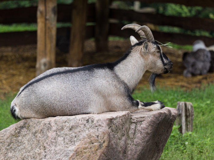 West African Dwarf goat