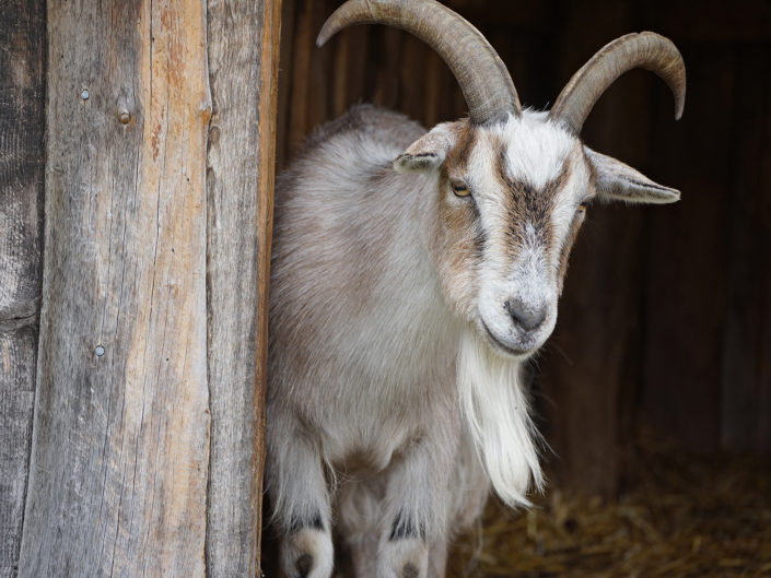 West African Dwarf goat