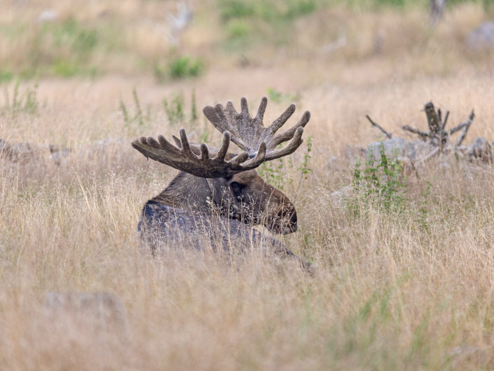 European elk