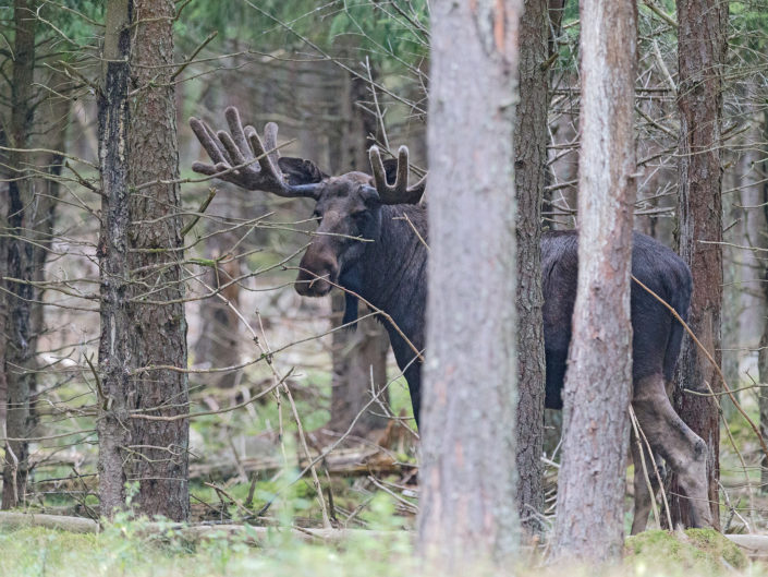 European elk
