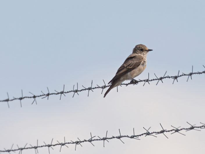 Spotted flycatcher